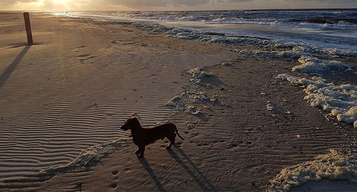 hondenhotelvlieland_0002_Bruin-in-zee-met-schuim