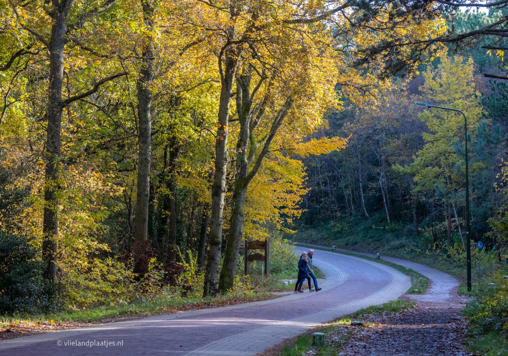 Plant een boom Vlieland